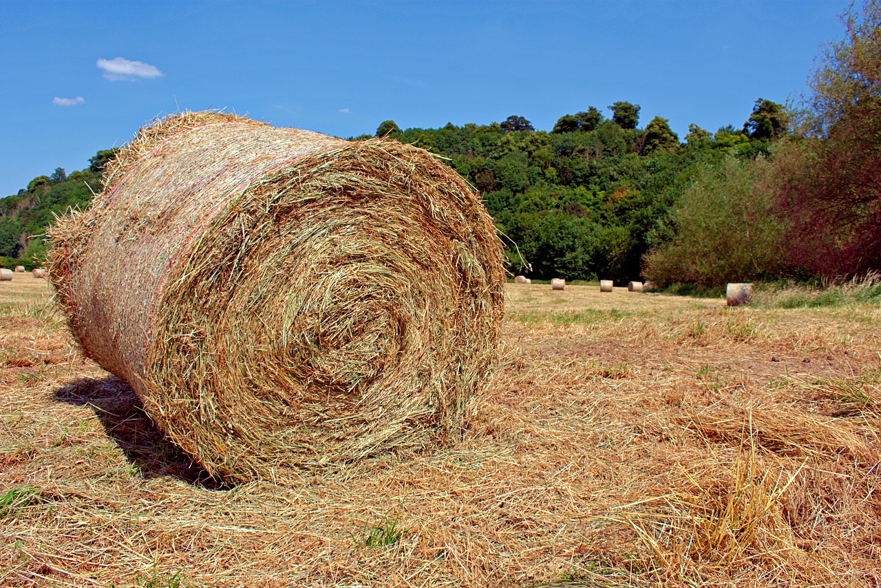 nottingham clifton farm, field, hay, bail, bale, trees, grass, blue sky stalks, wheat, farm, land, nature, grow, soil, straw, sunny day, summer, brown wheat